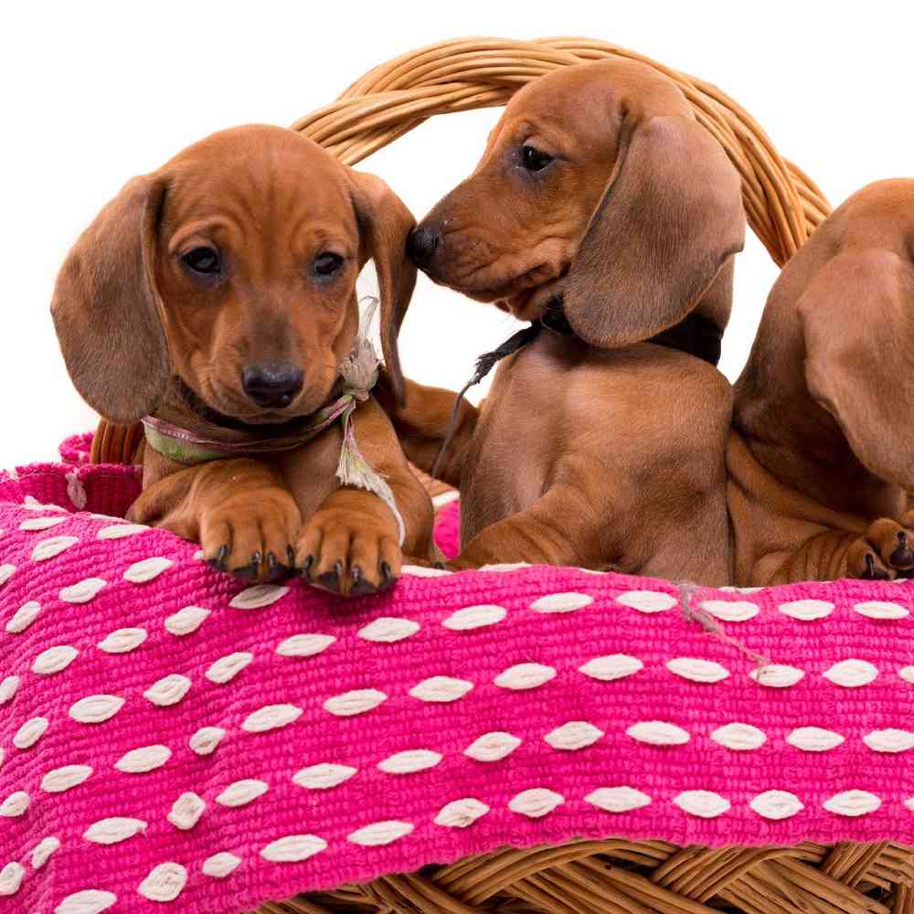 Dachshund image