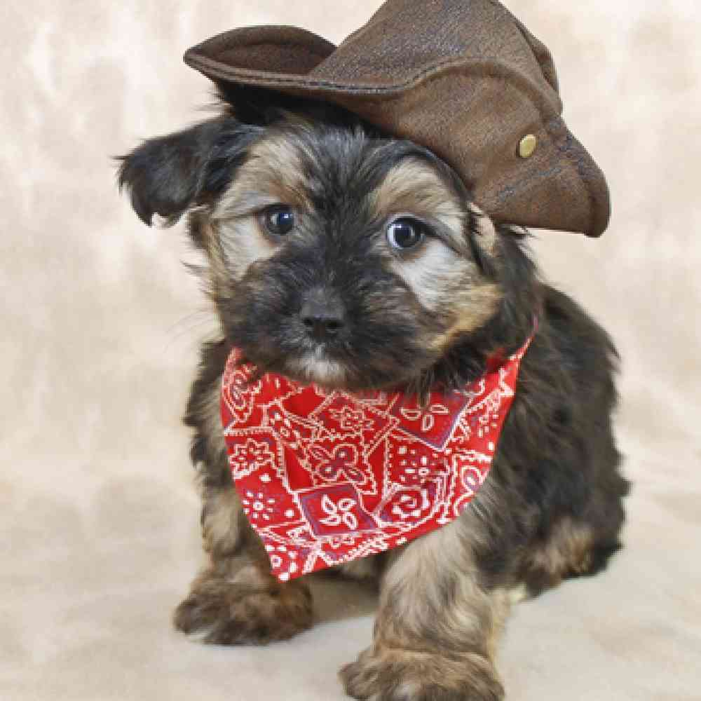 Morkie image