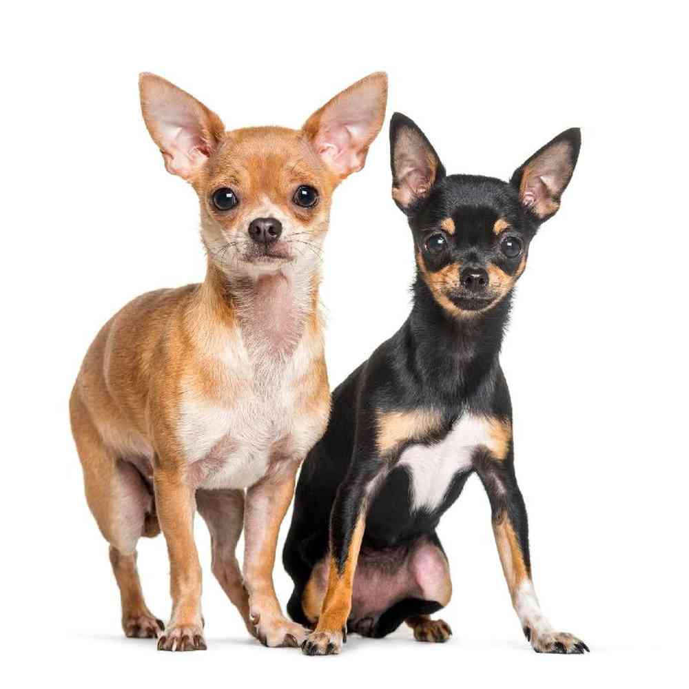 Chihuahua image